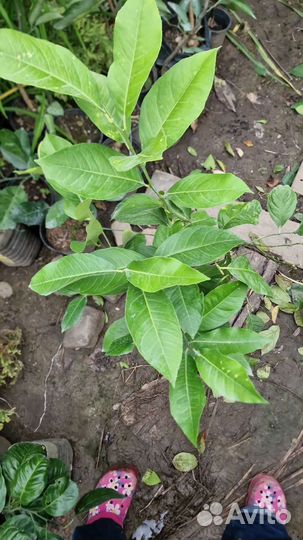 Кумкват апельсин мандарин лимон. Цитрусовые