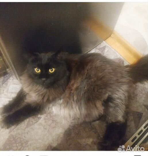 Передержка кошек/собак/грызунов