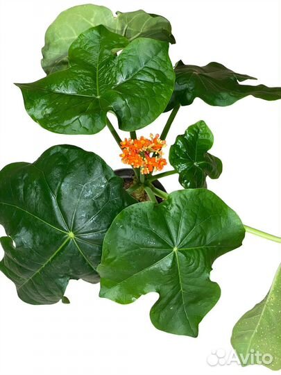 Ятрофа podagrica orange