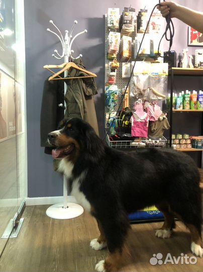 Грумминг собак и кошек