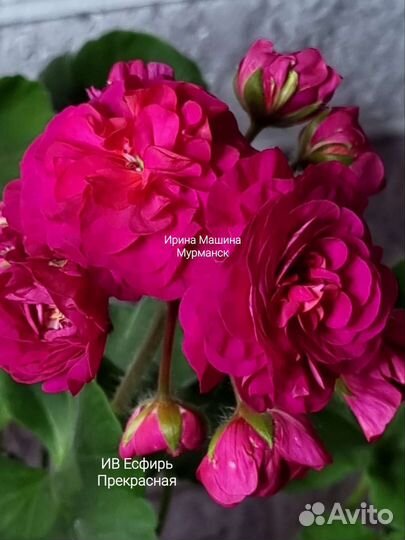 Герань пеларгония