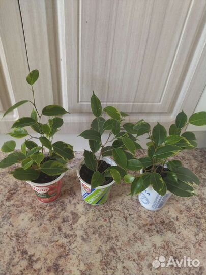 Фикус бенджамина пестролистный