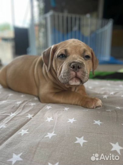 Американский булли покет щенки