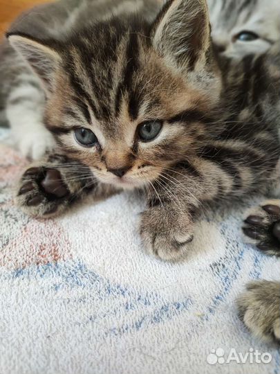 Шотландский кот