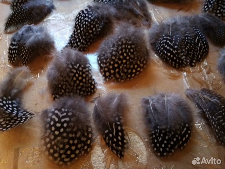 Перо цесарки