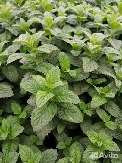 Мята сушеная