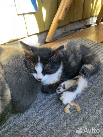 Котенок в дар