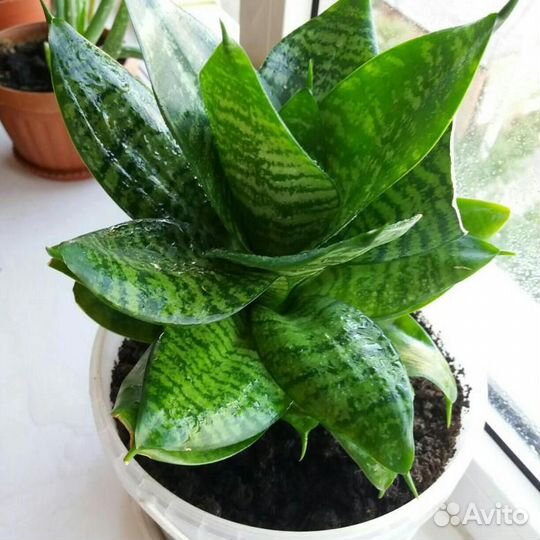 Цветы Сансевиерия и тп