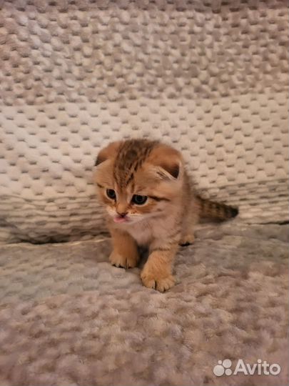 Кошки