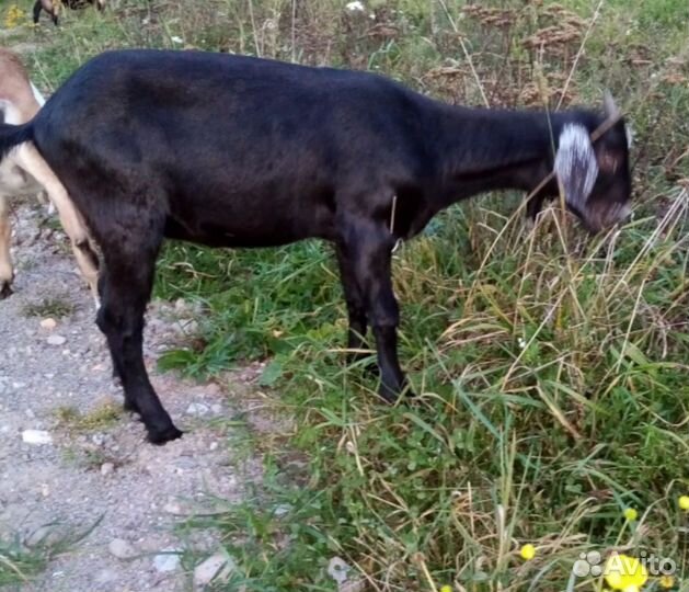 Англо нубийские козы