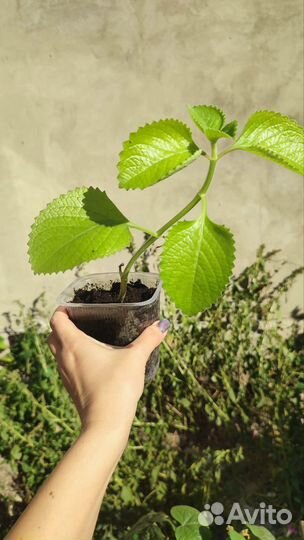 Плектрантус комнатная мята