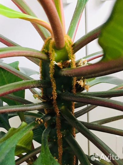 Молочай, домашние цветы