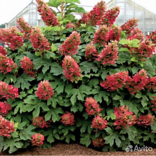 Гортензия дуболистная