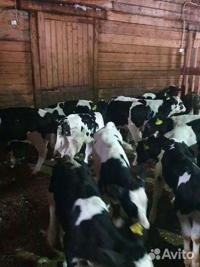 Телята бычки