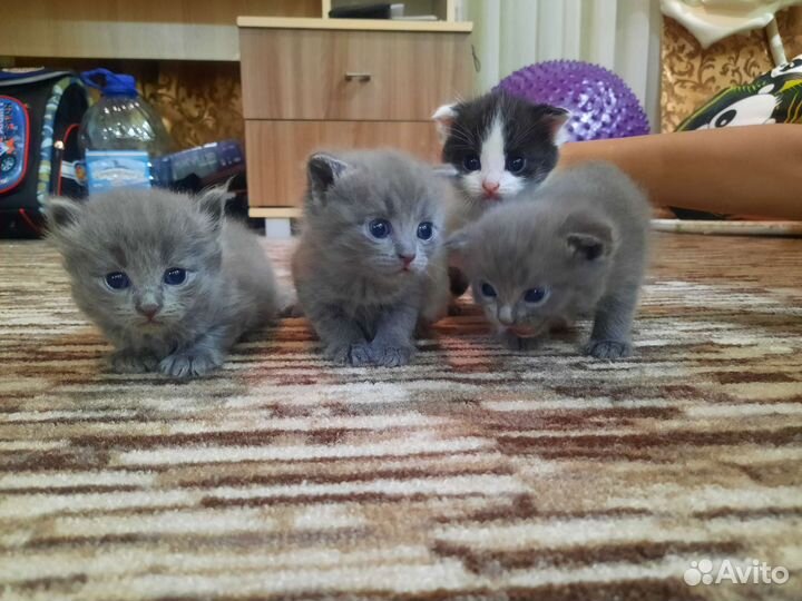 Кошка в дар бесплатно