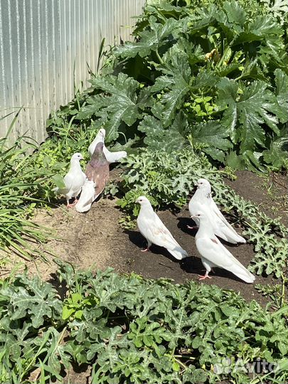 Продажа голубей