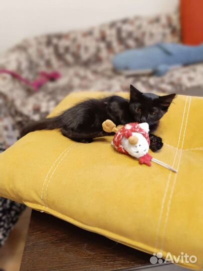 Котенок Максим ищет дом