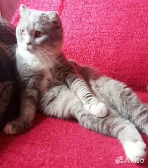 Барыня Стеша