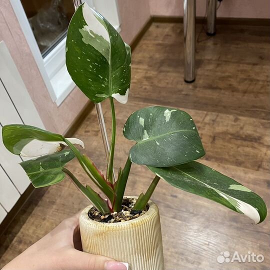 Проволока подвязочная, 18 м