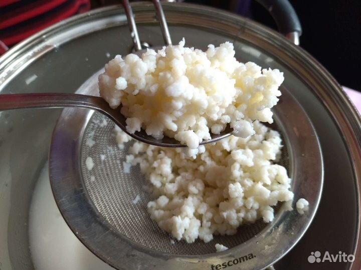 Молочный Тибетский гриб