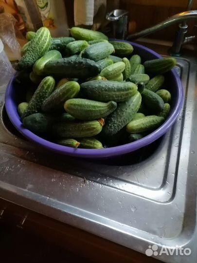 Огурцы свежие домашние