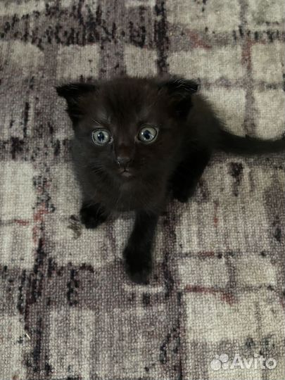 Котята отдам бесплатно