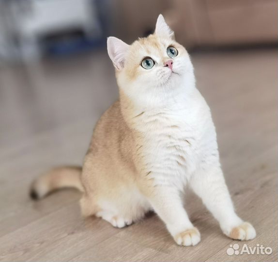 Британская золотая шиншилла ny12 не для разведения