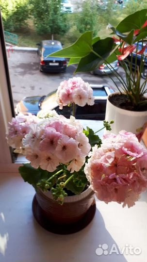 Сортовая пеларгония Pac Viva Madeleine