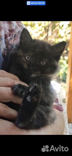 Котята в добрые руки, мальчики