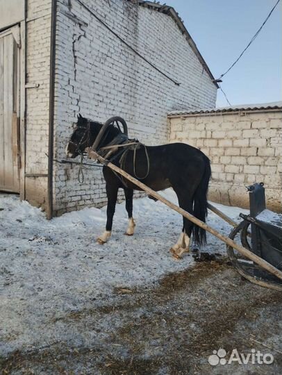 Лошадь жеребец