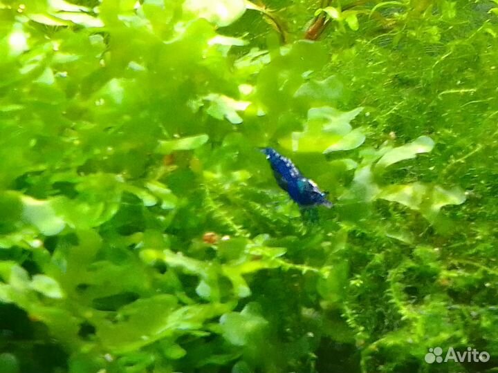 Креветки Blue Dream