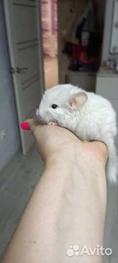 Шиншилла предзаказ