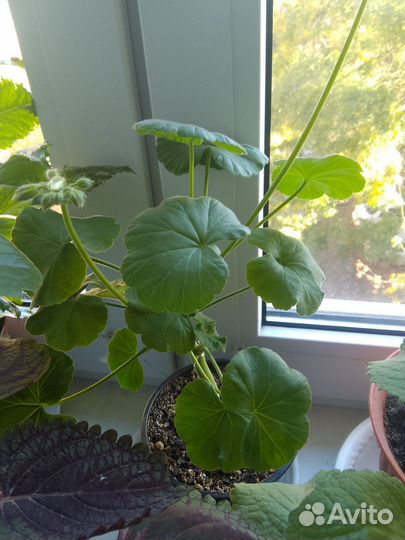 Герань белая