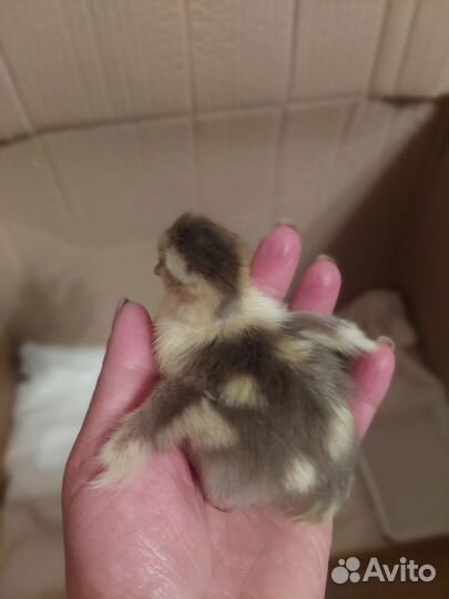 Индоутята подрощенные