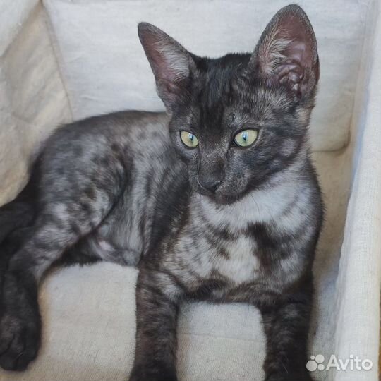 Египетская мау в окрасе дым