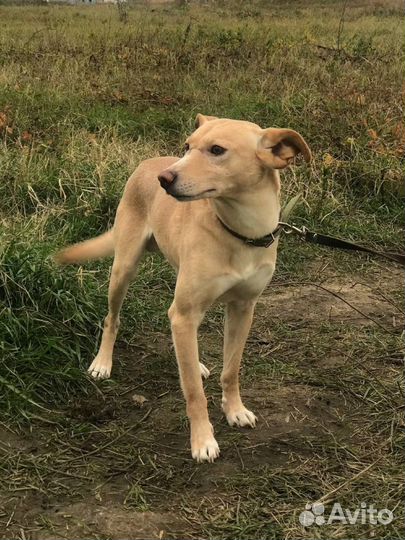 Собака-молодой кобель