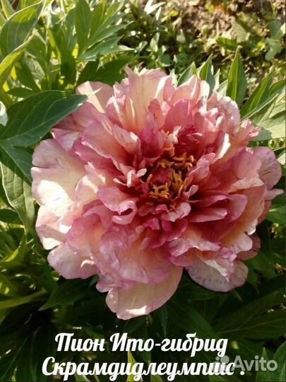 Пионы (растения в горшках)