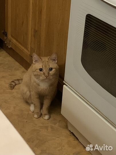 Кошка в дар бесплатно