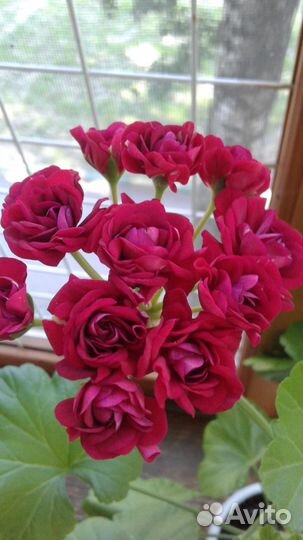 Пеларгония сортовая