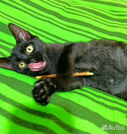 Душевный чёрный котик