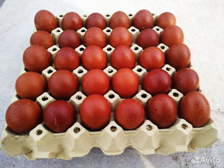 Яйцо Маран черно-медный и Амераукан Лаванда