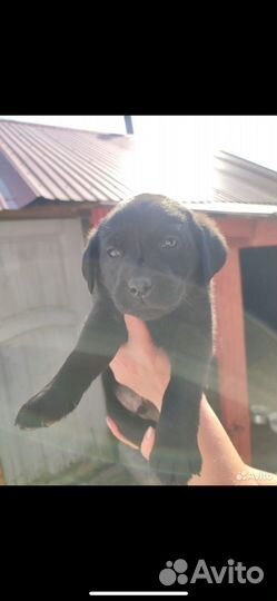 Щенок лабрадора