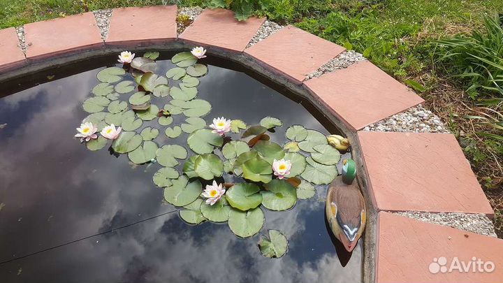 Водная лилия(Нимфея)