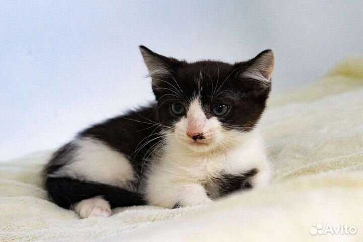 Кошки в добрые руки бесплатно