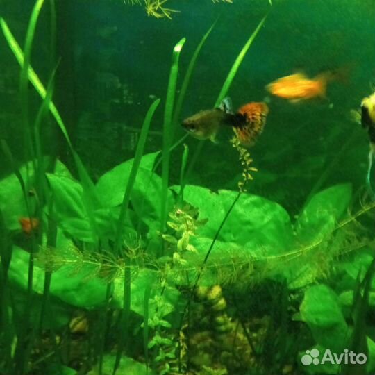 Рыбки, растения, креветки