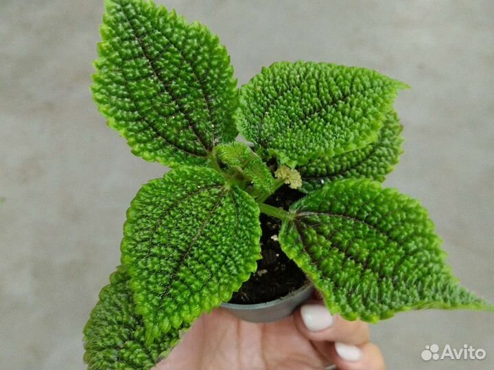 Пилея Мун Вэлли