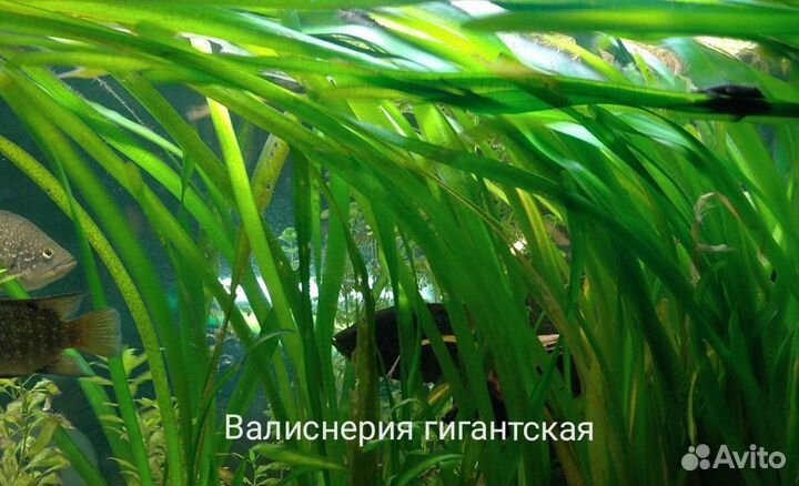 Аквариумные растения