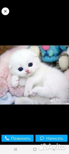 Котик шотландский вислоухий белый