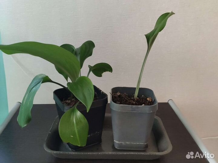 Амазонская лилия