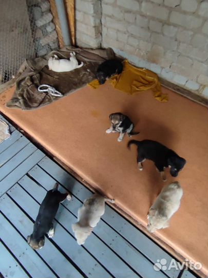 Щенята-малыши в добрые руки